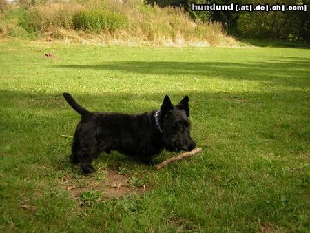 Scottish Terrier Unser hund der schroder mit seinem stöckchen