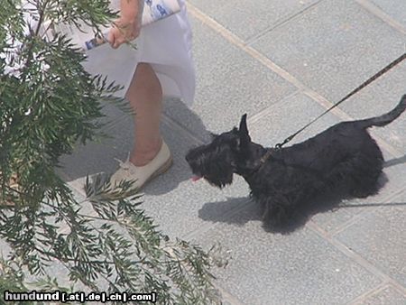 Scottish Terrier in Spanien (Marbella)