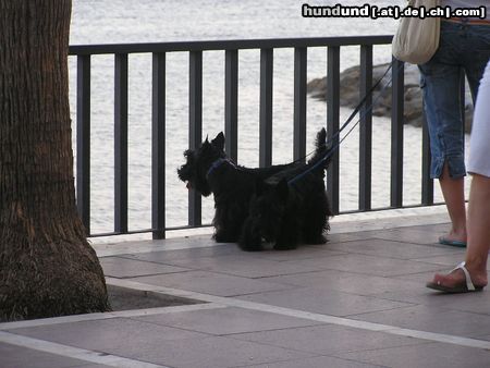 Scottish Terrier in Spanien (Marbella)