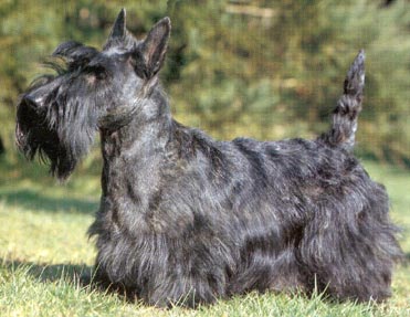 Scottish Terrier