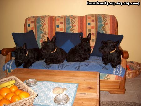 Scottish Terrier Hunde Foto 15210 in höherer Auflösung ansehen Scottish Terrier Posieren für ein Leckerchen