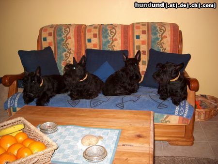 Scottish Terrier Posieren für ein Leckerchen