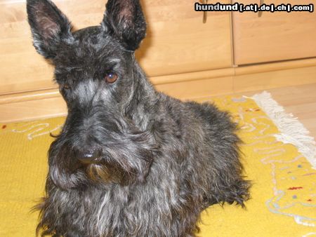 Scottish Terrier Hunde Foto 6679 Scottish Terrier Der brave Willi