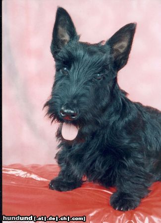 Scottish Terrier Brenda, 4 Monate