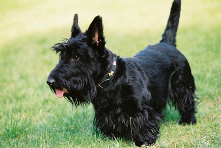 Scottish Terrier Hunde Foto 27642 in höherer Auflösung ansehen Scottish Terrier Francis, 5 Jahre alt