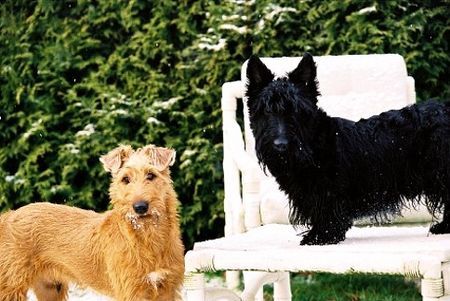 Scottish Terrier Fränzchen: 