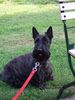 Scottish Terrier Hund