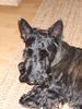 Scottish Terrier Hund