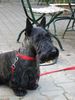 Scottish Terrier Foto (ID 41572) Scottish Terrier Hund