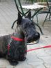 Scottish Terrier Hund