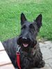 Scottish Terrier Hund