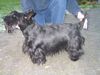 Scottish Terrier Hund