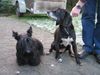 Scottish Terrier Hund