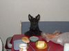 Scottish Terrier Hund