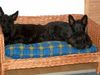 Scottish Terrier Hund