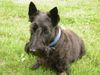 Scottish Terrier Hund