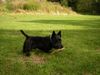 Scottish Terrier Hund