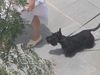 Scottish Terrier Hund