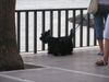 Scottish Terrier Hund