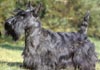 Scottish Terrier Hund