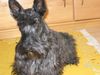 Scottish Terrier Hund