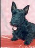 Scottish Terrier Hund