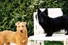 Scottish Terrier Hund