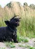 Scottish Terrier Hund