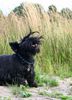 Scottish Terrier Foto: sunny, jetzt 10 jahre (ID 46700) Scottish Terrier Hund
