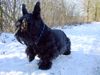 Scottish Terrier Hund