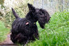 Scottish Terrier Hund