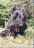 Scottish Terrier Foto: sunny ist müde (ID 27709) Scottish Terrier Hund