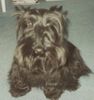 Scottish Terrier Hund