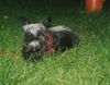 Scottish Terrier Hund