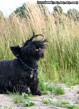 Scottish Terrier sunny, jetzt 10 jahre