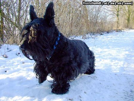 Scottish Terrier Hunde Foto 46699 in höherer Auflösung ansehen Scottish Terrier sunny, jetzt 10 jahre