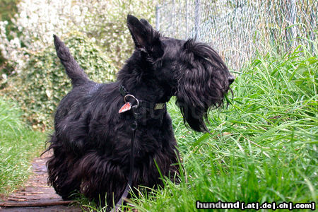 Scottish Terrier Quiddle - Scottish Terrier und sympathischer Sturkopf aus dem Rheinland