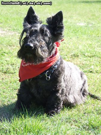 Scottish Terrier sunny, jetzt 10 jahre