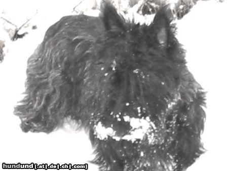Scottish Terrier Hunde Foto 4144 Scottish Terrier sunny im schnee