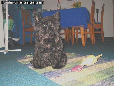 Scottish Terrier sunny im schnee