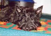 Scottish Terrier Hunde Foto 1489 Scottish Terrier Sunny, Hündin, 1 1/2 Jahre
