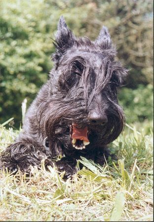 Scottish Terrier sunny ist müde