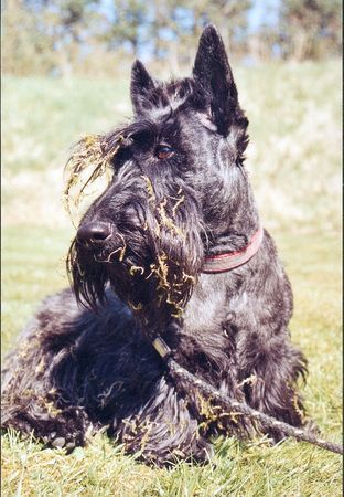 Scottish Terrier Hunde Foto 27712 in höherer Auflösung ansehen Scottish Terrier sunny mit grastoupe