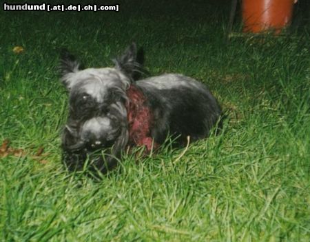 Scottish Terrier Scottie Aiby im harmlosen, aber wirksamen Höllenhund-make up zu Halloween.
