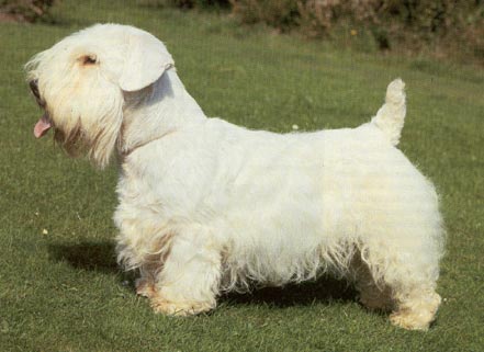 Sealyham-Terrier