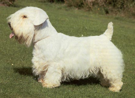 Sealyham-Terrier Hunde Foto 143 Sealyham-Terrier