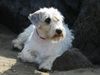 Sealyham-Terrier Hund