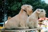 Sealyham-Terrier Hund