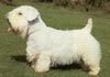 Sealyham-Terrier Hund