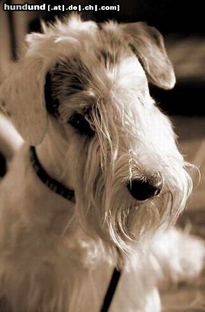 Sealyham-Terrier my Sealy´s love